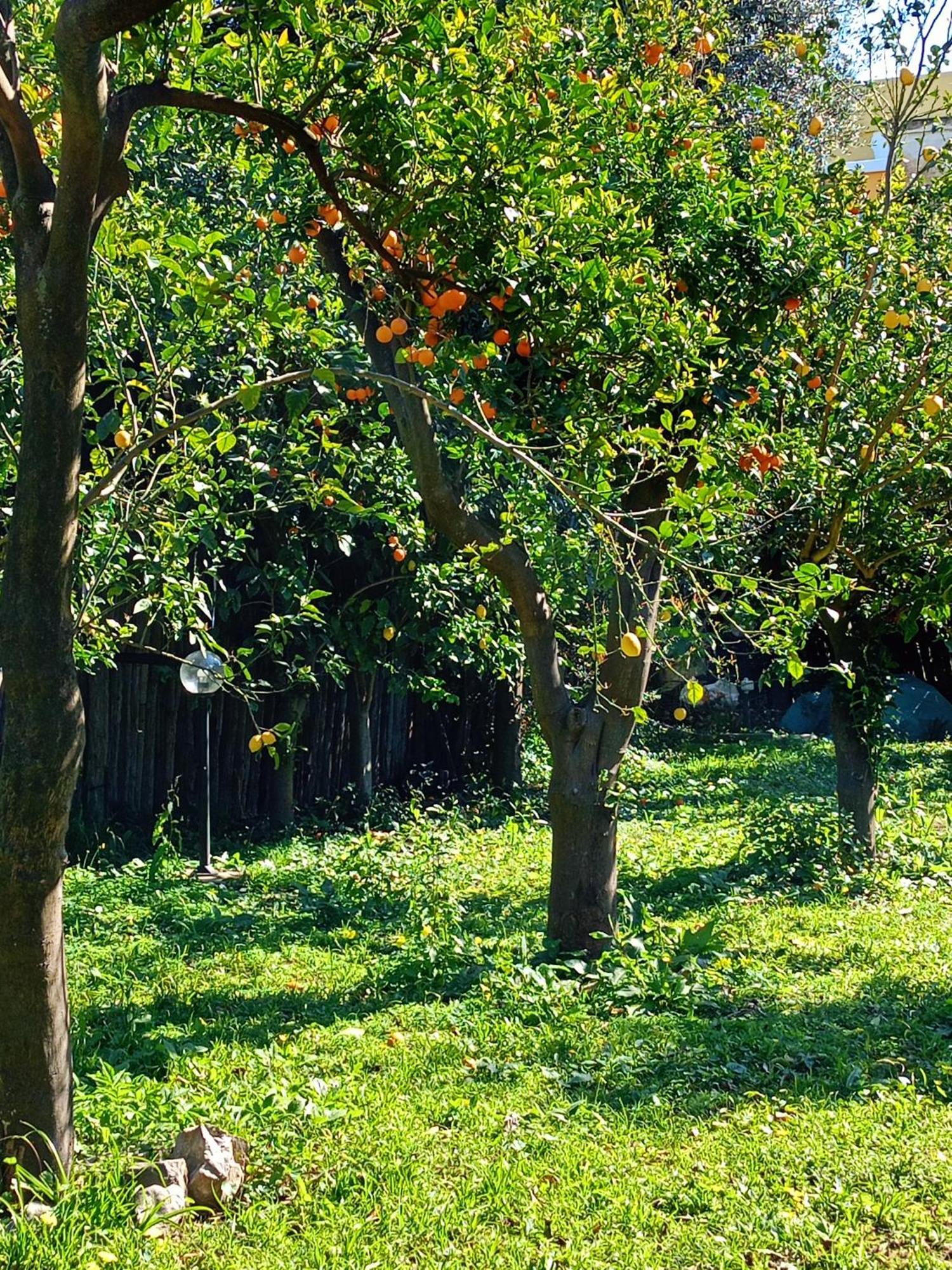 Villino L'Aranceto Sorrentino Bed and Breakfast Meta Exteriör bild
